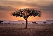 LA FRANCIA E LA CINA IN AFRICA