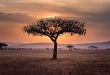 LA FRANCIA E LA CINA IN AFRICA