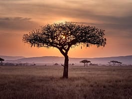 LA FRANCIA E LA CINA IN AFRICA